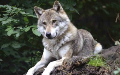 Exhibit Renovation continues for The Wolf Woods